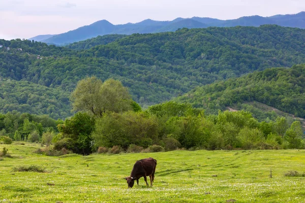 Paisagem de pastagem de primavera rural em Sochi, Rússia . — Fotografia de Stock