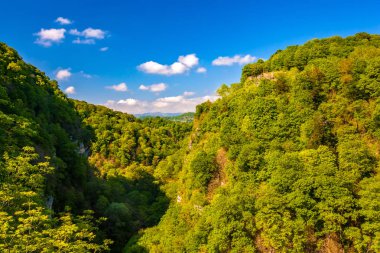 Porsuk ve Şimşir Grove, Adler, Sochi, Rusya Federasyonu.