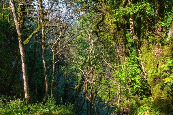 Dickicht Wald Beereneiben Und Buchsbäume Mit Grünem Moos Bedeckt Von — Stockfoto