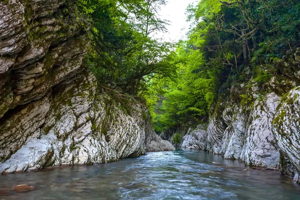 Cis pospolity i bukszpan Grove, Adler, Sochi, Federacja Rosyjska. — Zdjęcie stockowe