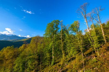Dağ manzarası, Sochi Rusya yaz bahar orman.