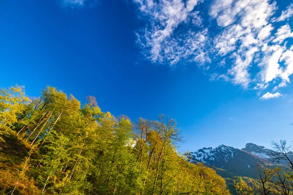 Wiosna lato lasu górskiego krajobrazu, Soczi, Rosja. — Zdjęcie stockowe
