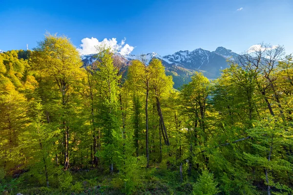 Verão primavera floresta montanha paisagem, Sochi Rússia . — Fotografia de Stock