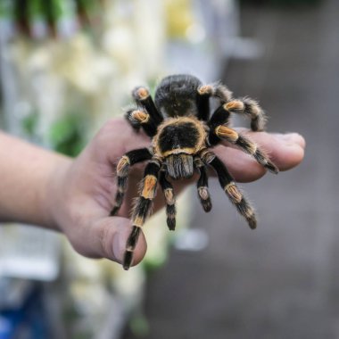 Adamın kolu üzerinde sürünerek büyük örümcek tarantula oturur