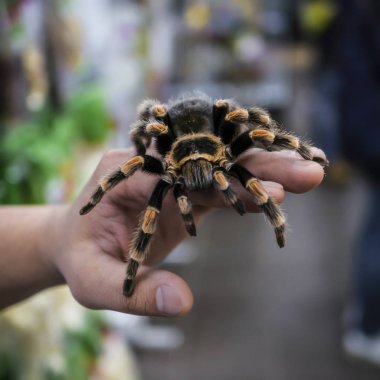 Adamın kolu üzerinde sürünerek büyük örümcek tarantula oturur