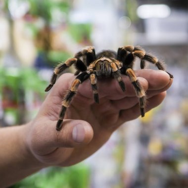 Adamın kolu üzerinde sürünerek büyük örümcek tarantula oturur