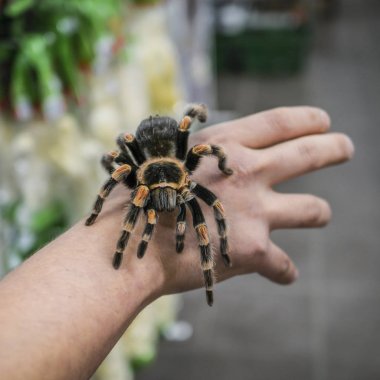 Adamın kolu üzerinde sürünerek büyük örümcek tarantula oturur