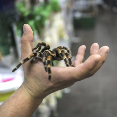 Adamın kolu üzerinde sürünerek büyük örümcek tarantula oturur