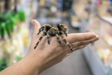 Adamın kolu üzerinde sürünerek büyük örümcek tarantula oturur