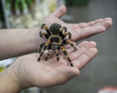 Adamın kolu üzerinde sürünerek büyük örümcek tarantula oturur