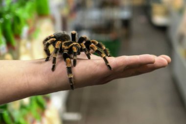 Adamın kolu üzerinde sürünerek büyük örümcek tarantula oturur