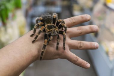 Adamın kolu üzerinde sürünerek büyük örümcek tarantula oturur