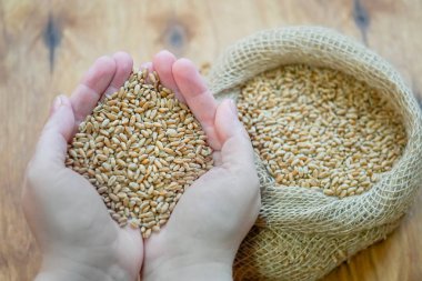 Eller kalp tutun bir avuç buğday şeklinde. 