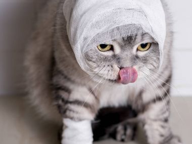 Bir bandaj ile aile içi bir kedi. Bir baş ve pençe yaranın. 