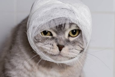 Bir bandaj ile aile içi bir kedi. Bir baş ve pençe yaranın. 
