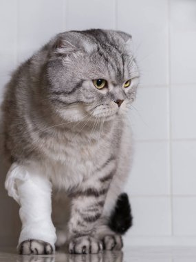 Bir bandaj ile aile içi bir kedi. Bir baş ve pençe yaranın. 