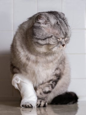 Bir bandaj ile aile içi bir kedi. Bir baş ve pençe yaranın. 