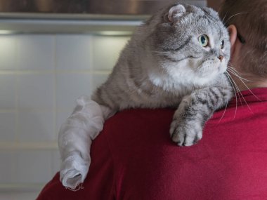 Bir bandaj ile ev yapımı bir kedi. Bir pençe üzerinde yaranın. Biri tutun