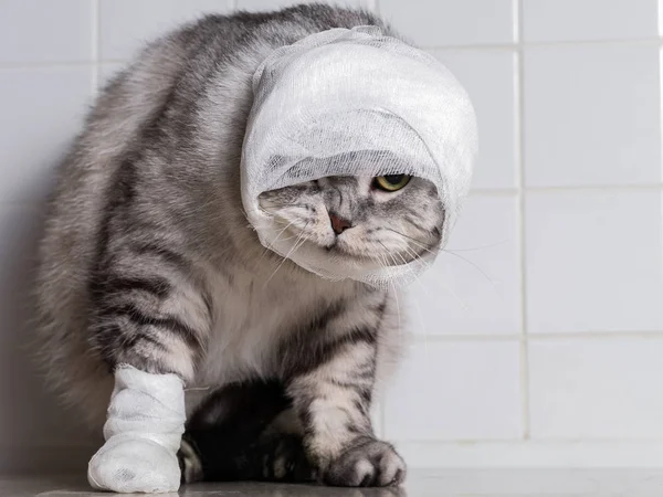 Домашний кот с повязкой. Рана на голове и лапе . — стоковое фото