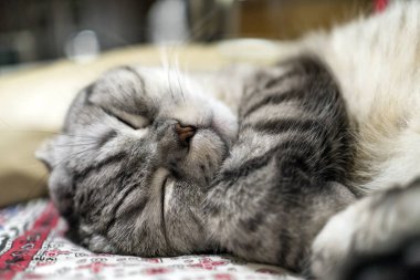 Gri kedi doğurmak katlanmış shatlandets tatlı bir şekilde sıkıca geri w kaplı