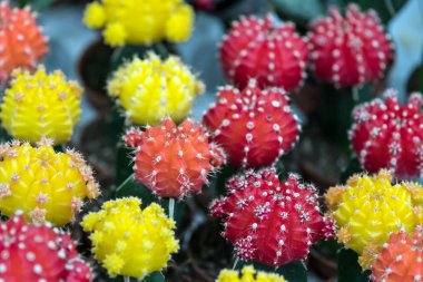 Yeşil tropikal karanfiller tencere saksı. Kaktüs, succulents. 