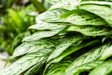 Yeşil tropikal karanfiller tencere saksı. Monstera pertusa. De