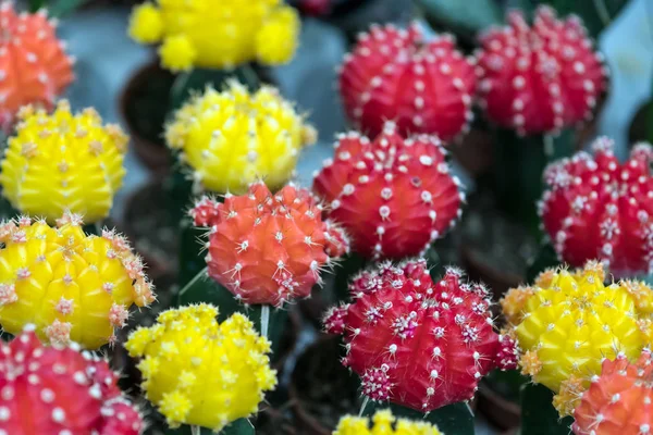 Yeşil tropikal karanfiller tencere saksı. Kaktüs, succulents. 