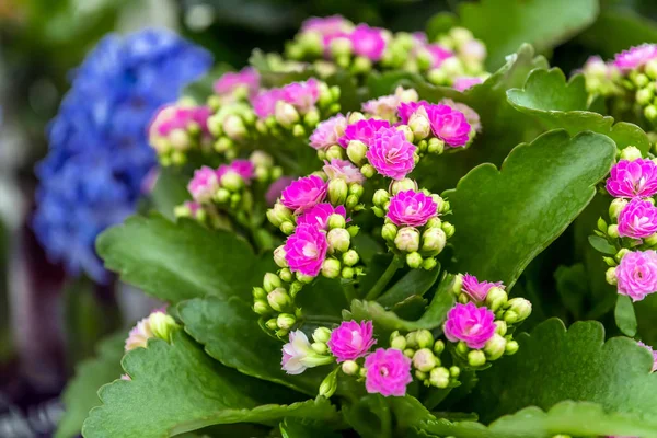 Yeşil tropikal karanfiller tencere saksı. Echinacea, angustifo