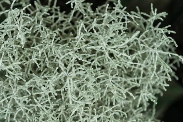 Piante da appartamento tropicali in vaso di cactus verde in vaso. Decorazione di — Foto Stock