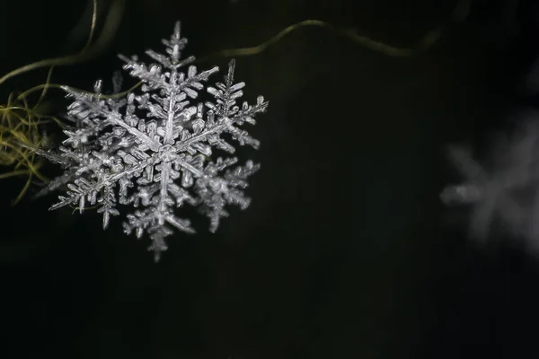 Natürliche Schneeflocke aus nächster Nähe. Winter, Kälte. — Stockfoto