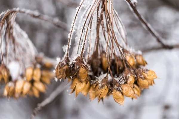 Winterwelke Pflanzen in Schnee und Frost. Samen an den Sträuchern. — Stockfoto