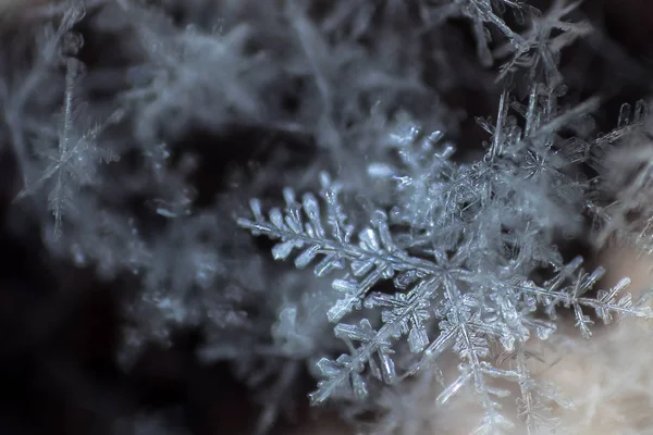 Κοντινό πλάνο Φυσικός νιφάδα χιονιού. Χειμώνας, κρύο. — Φωτογραφία Αρχείου