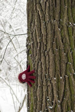 Kahverengi bir kabuk ile büyük bir ağacı ormanda duruyor. El