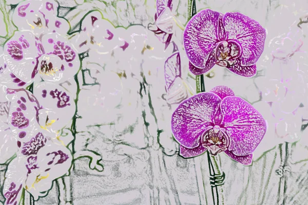 Рожева орхідея росте в тропічній теплиці. Декоративні квіти — стокове фото