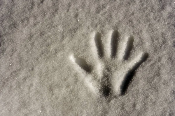Auf dem Schneeabdruck einer Palme, Winter und Kälte, Nacht — Stockfoto