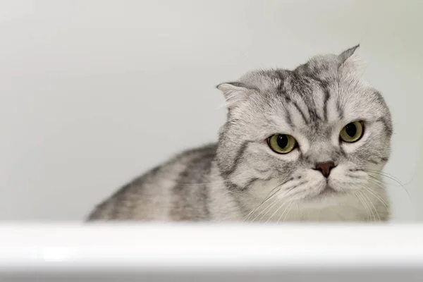 Graue Katze schottische Falte im Badezimmer — Stockfoto