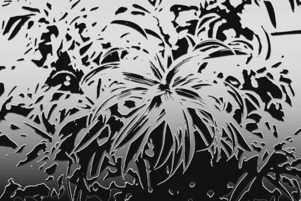 Dracena cresce in una serra tropicale.astratto bianco e nero — Foto Stock