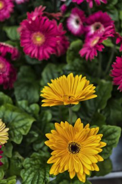 Krizantem sarı ve pembe, süs bitkileri