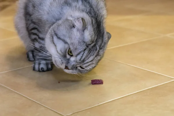 Серый кот Scottish Fold ест мясо, на керамическом полу — стоковое фото