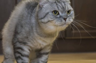 büyük Gri kedi İskoç Fold