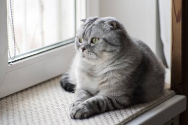 Pencerenin üzerinde oturan gri İskoç Fold kediler