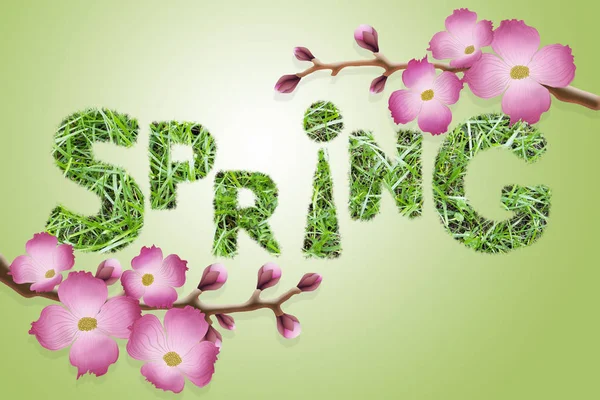 Słowo "wiosna" tekstura trawa zielona, różowe kwiaty sakura na — Zdjęcie stockowe