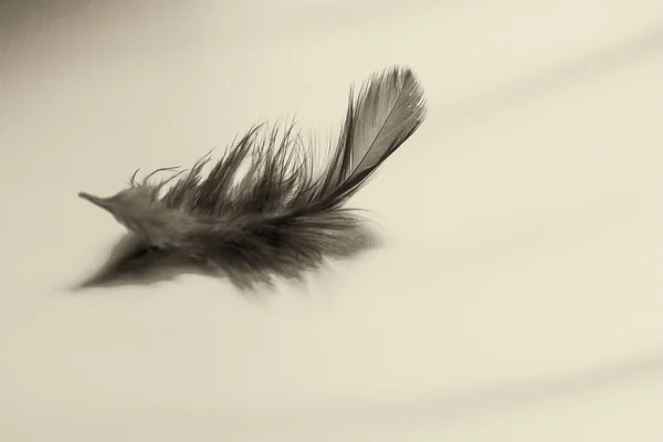 Gray feather on matte metal, black and white photo — Stock Photo, Image