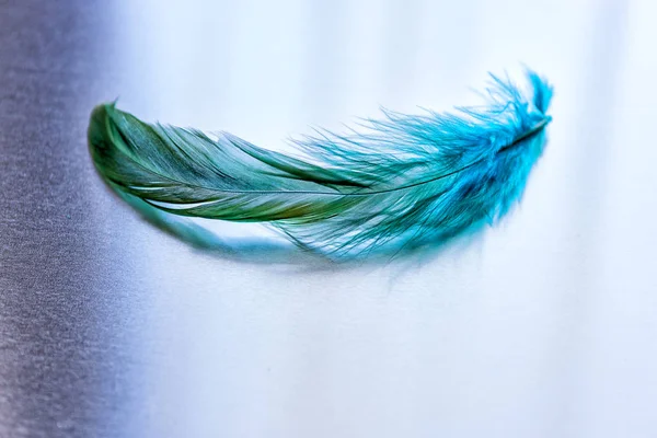 Beautiful green feather on a matte metal surface with reflection — Stock Photo, Image