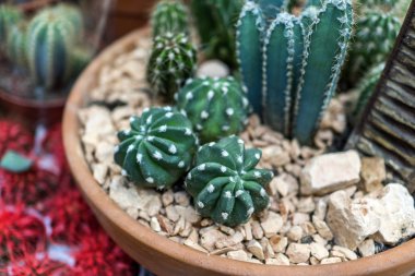 Tencerede yeşil kaktüs, 