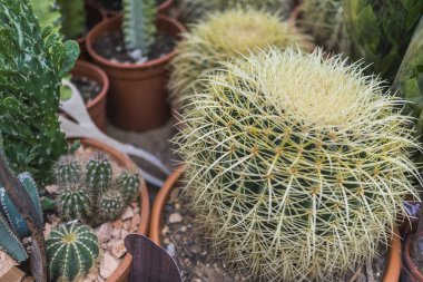 Tencerede yeşil kaktüs, 