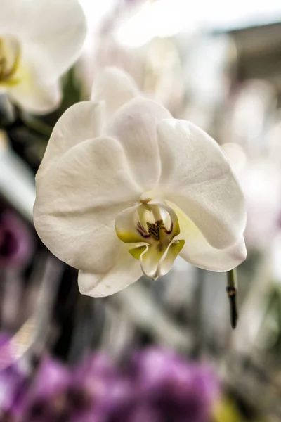 Гілка білої орхідеї , — стокове фото