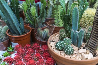 bir tencerede, çiçekçi dükkanı yeşil kaktüs
