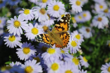 sonbaharın güzel kelebek