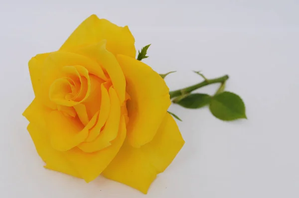 Bright Rose Gift — Stock Photo, Image